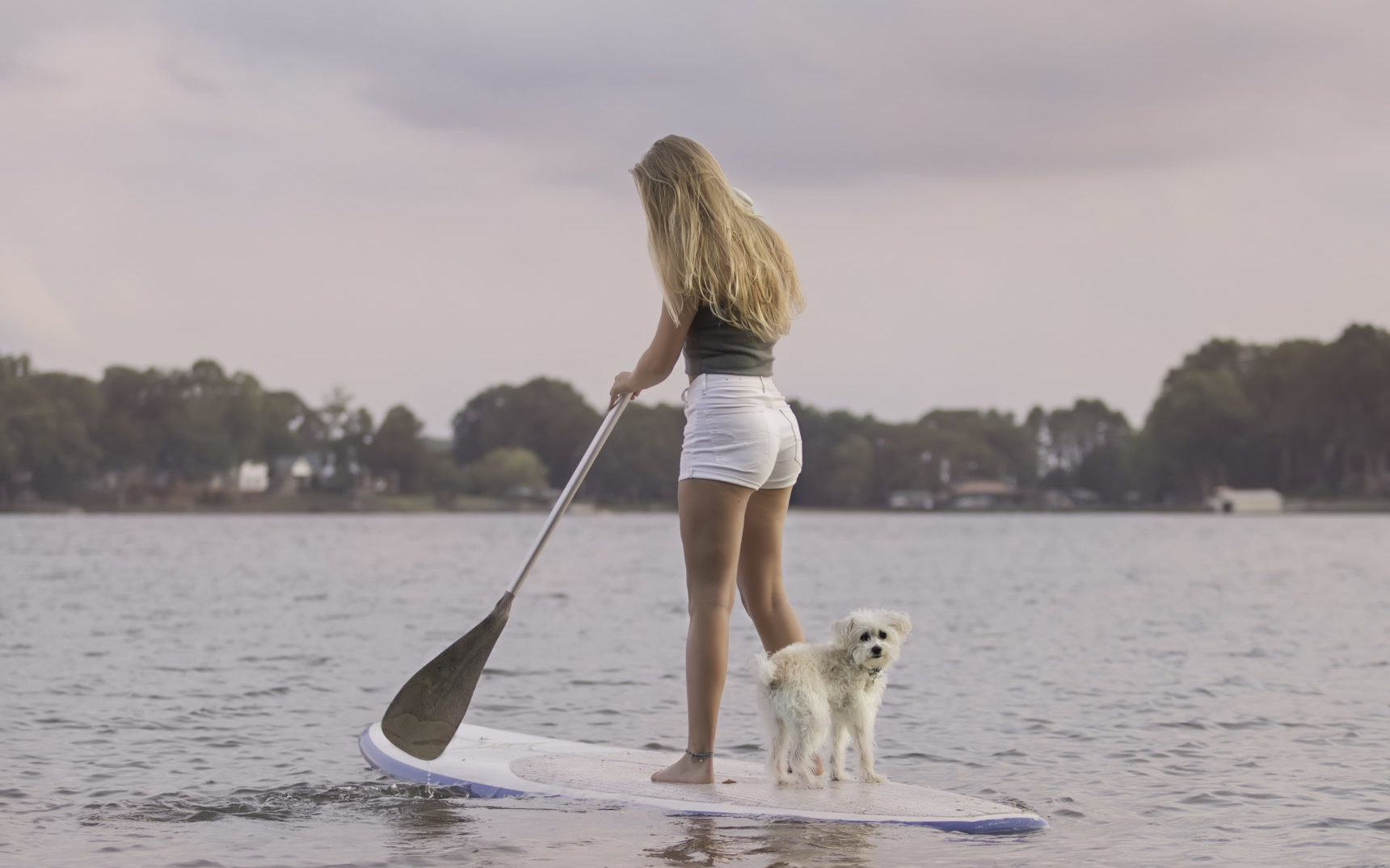 companion pet clinic aloha